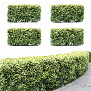 Spiraea